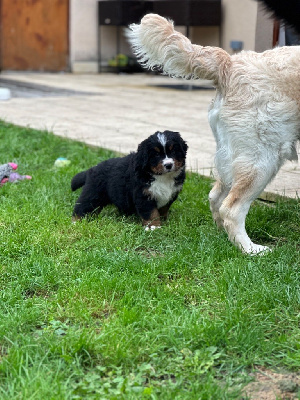 Monsieur Bleu